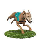 娛樂城體驗金白金賽狗